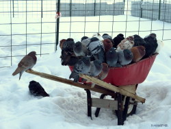 pleasantfowl:  Floofs waiting to be fed in their wheelbarrow 