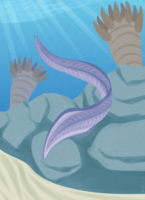 bjekkergauken:Cambrian gang