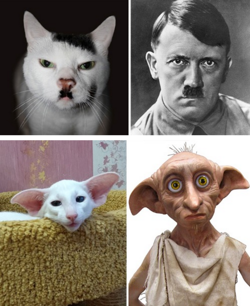 daredreemer: tastefullyoffensive: Cats Who Look Like Other Things [boredpanda]Previously: Dogs 