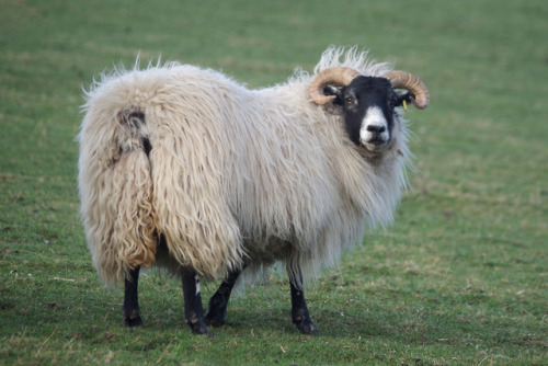 In the fields this morning – it’s still chilly, but the weather’s much nicer than it has been;
