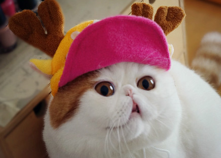 Unflattering Cat Selfies