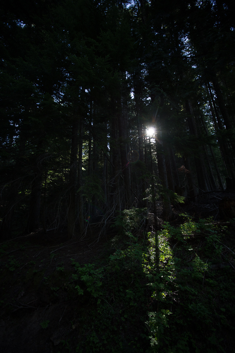 lobo-de-luna:  Adventures around Mt Spokane.Part 1