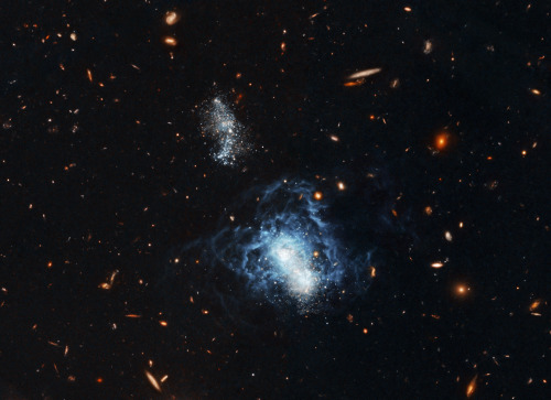 the-actual-universe: DWARF GALAXY IS LOOKING GOOD FOR ITS AGE In late 2003, scientists noticed a you