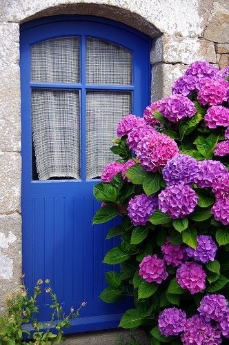 kingsxcrossing:  audreylovesparis:  Blue door and hydrangeas ~ Île-aux-Moines, Brittany,
