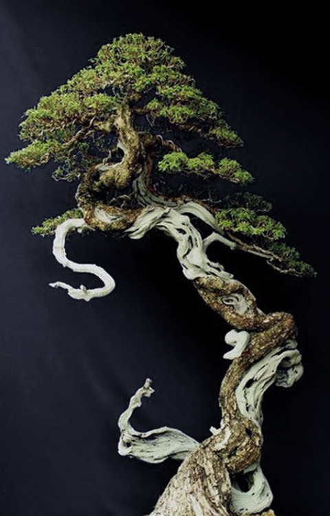 japaneseaesthetics: Pine Bonsai, Japan.