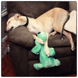 awwww-cute:  My retired racing greyhound