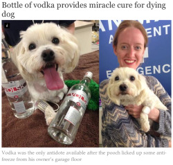 Brittanyknitswithsherlock:  Lickystickypickyshe:  A Critically Ill Maltese Terrier
