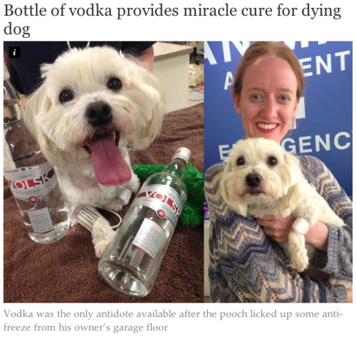 brittanyknitswithsherlock: lickystickypickyshe: A critically ill Maltese terrier has been saved from