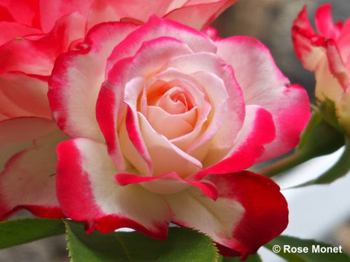 rosemonetphotos:Rose