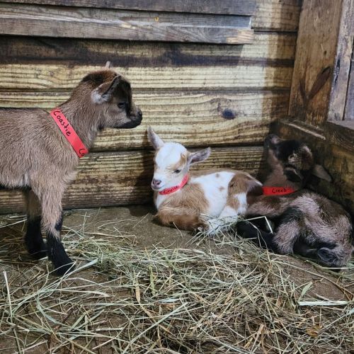 Rain&rsquo;s babies! #adorable #babygoats #nigeriandwarf #triplets #goatmilkstuff #baby #goat #f