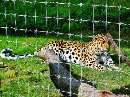 Cant Believe How Lucky I Was To See This Gorgeous Amur Leopard At The Yorkshire Wildlife Park.
