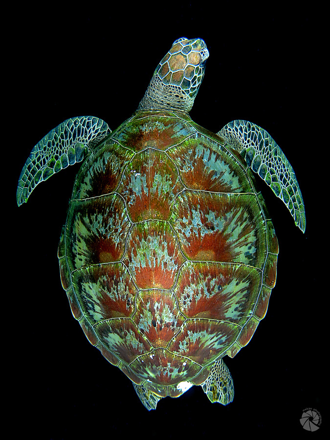 LIFE UNDER THE WAVES