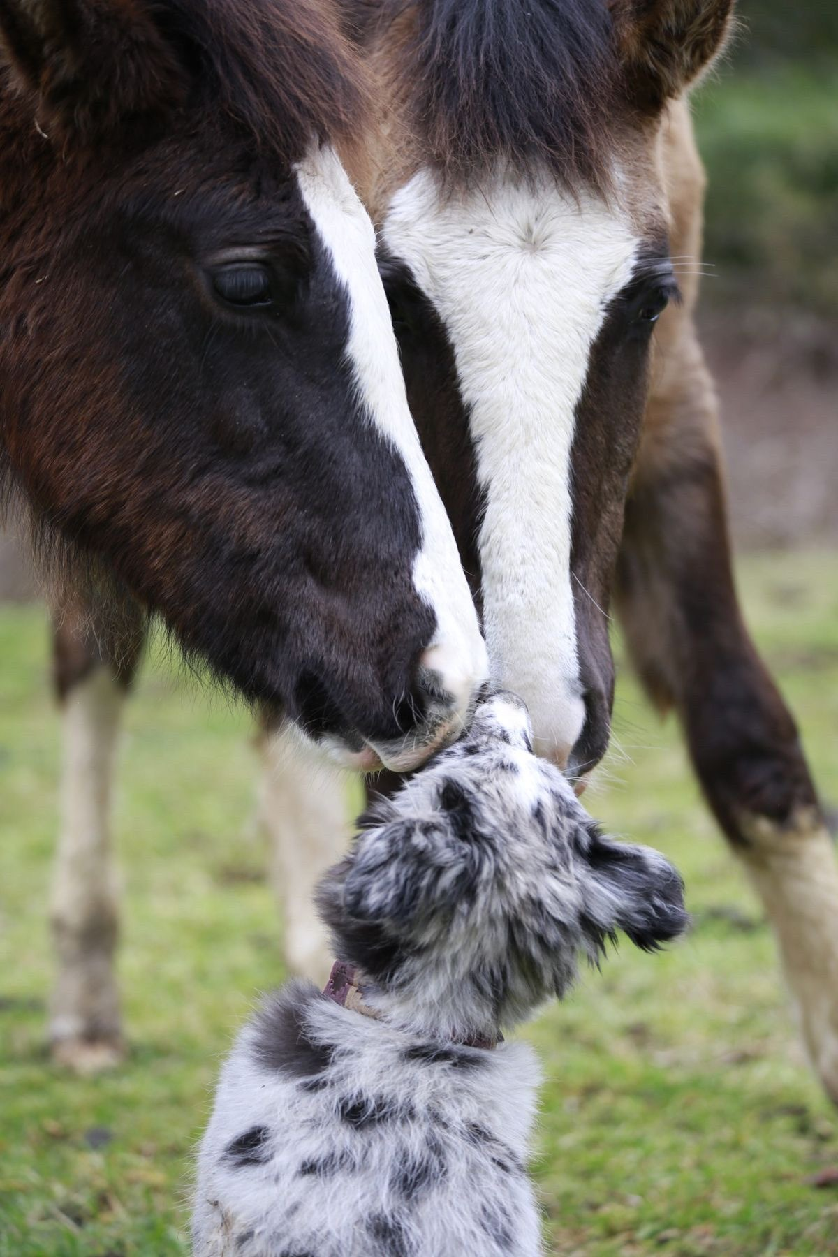 ~ Puppy Kisses ~