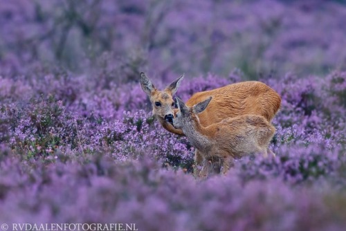 te5seract:  Lovely shot!!!!, Before sunrise!!! & Roe Deer (Capreolus capreolus) by Remco van Daa