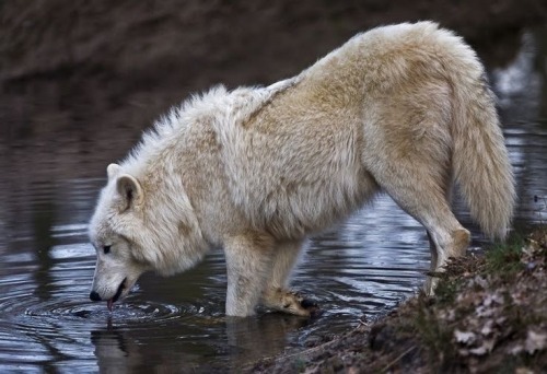 I Want To Be Wild And Feel The Ground Beneath My Pawstbh