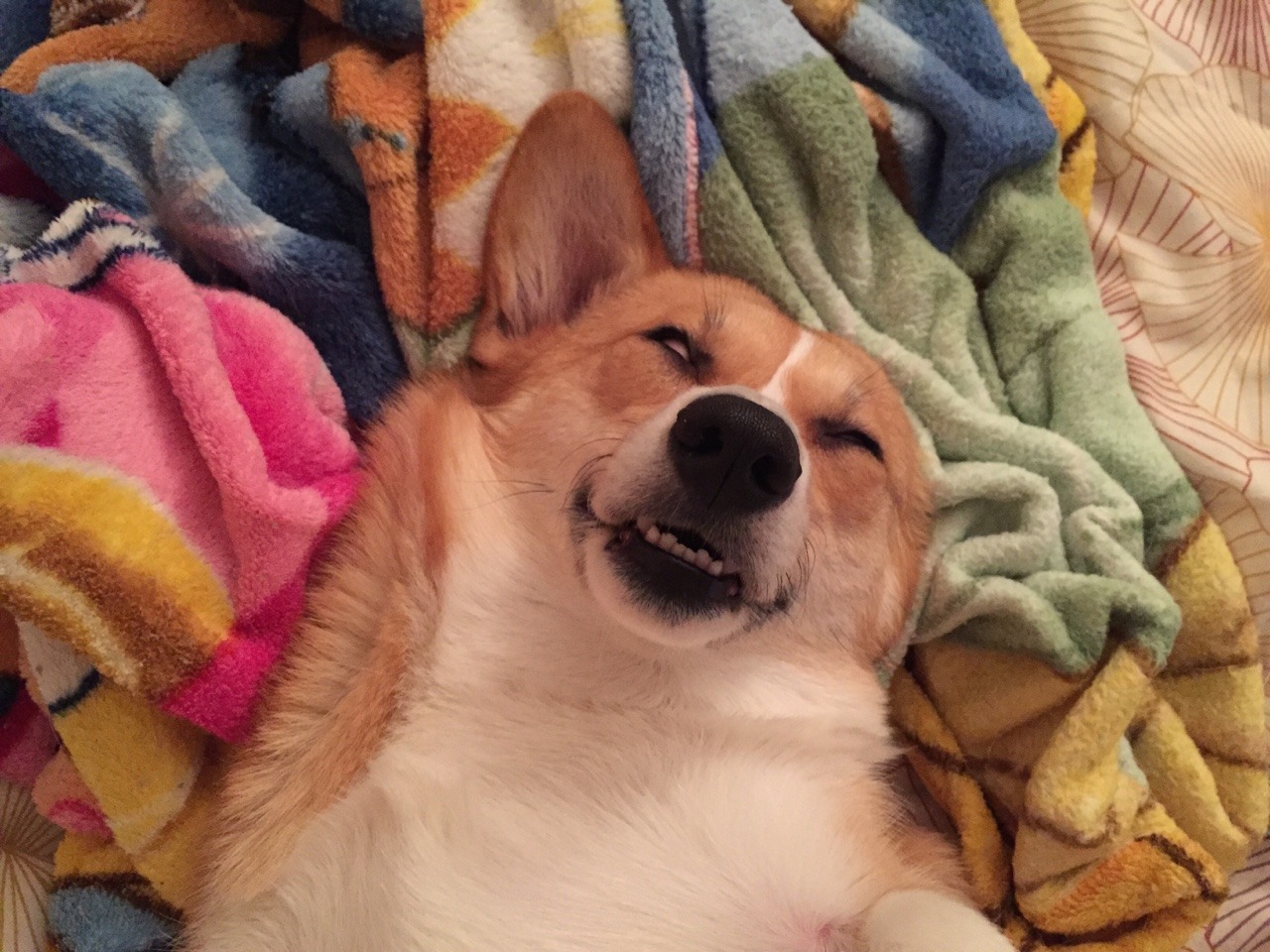 emmathebean:  gatsbyadventures:So a couple Corgi Ladies and I were talking about