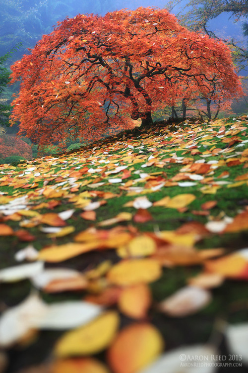 landscapelifescape:Japanese garden, Portland, Oregon, USA by Aaron Reed