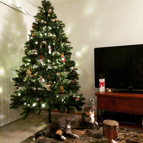 momo-da-cat:Tried to take a picture of my Christmas tree, and my cat decided it’s the perfect 