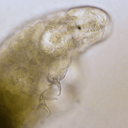THIS IS A TARDIGRADE APPRECIATION POST 