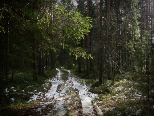 silvaris: In the fir forest by Heili Rüütel