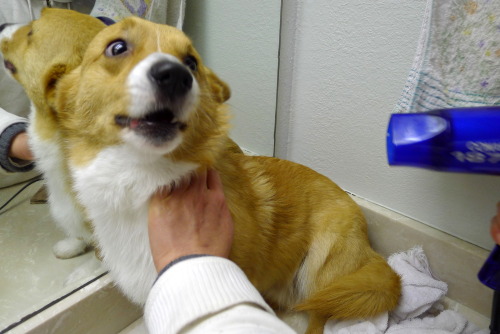 chubbythecorgi: IT STARTED OUT SO WELL.