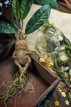 jori-whisper:  The Dance Of Life: Mandrake, Tree Of Knowledge ~ on We Heart It. http://weheartit.com/entry/54459474/via/meantime