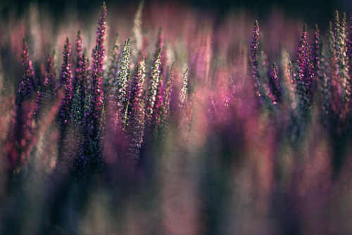 A beautiful set called “September flowers” by Denny Bitter @dennybitte