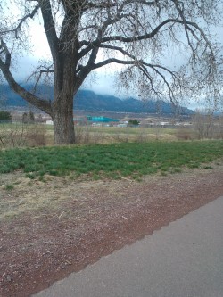 Enjoyed a nice walk on post today :)  Juvia saw soldiers on the other side of the road and got so upset when she realized they weren&rsquo;t Nick lol. Poor thing. He leaves tomorrow morning to go to Texas to *finally* get our car back!