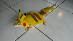 thingsonmydragon:  WHO’S THAT POKEMON 