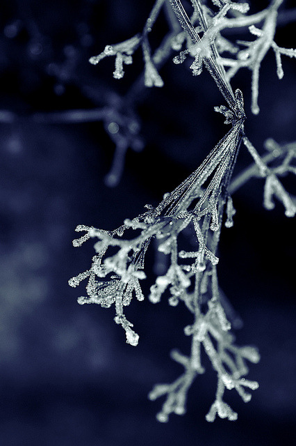 Eissternchen - Icy stars by Manuela S. Fotografie on Flickr.