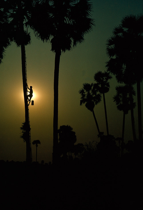 Sundown silhouettes a sugar harvester descending a toddy palm tree in Cambodia, October 1964.Photogr