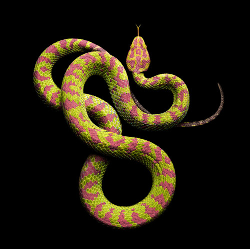 blancasexyuniverse:kiwialldaylong:‘Serpentine’ by Mark Laita, Amazing Photographs Of Snakes With Gor