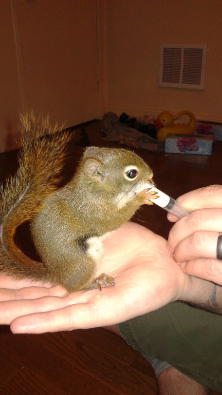 Rehabbing a Baby Red Squirrel (NB, Canada)