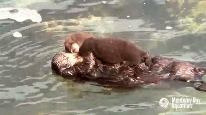 sizvideos:  Cute mom and new born sea otter pup - Video 