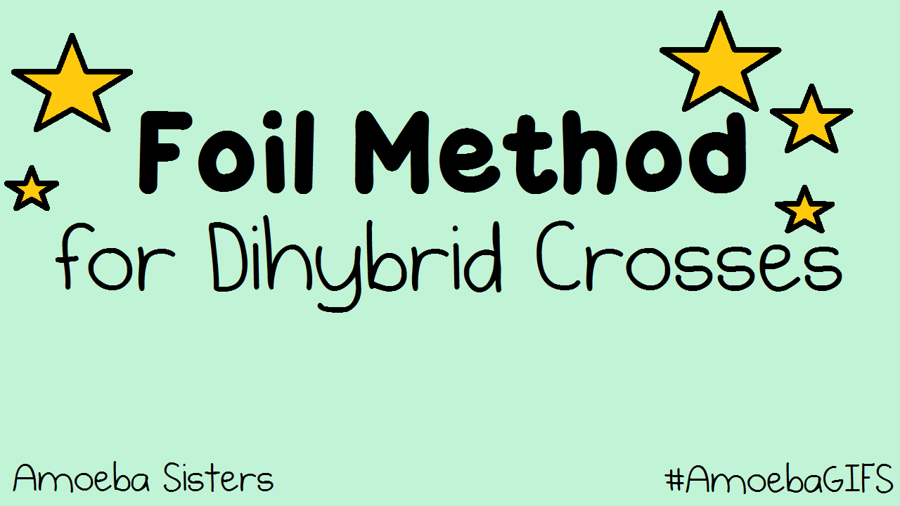 The Amoeba Sisters — How to use the FOIL method on a dihybrid cross...