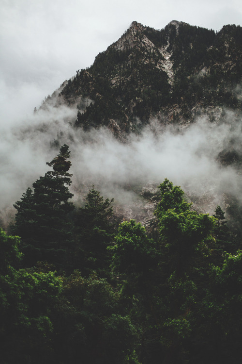 eartheld:  yaelmerve:  🌿  mostly nature