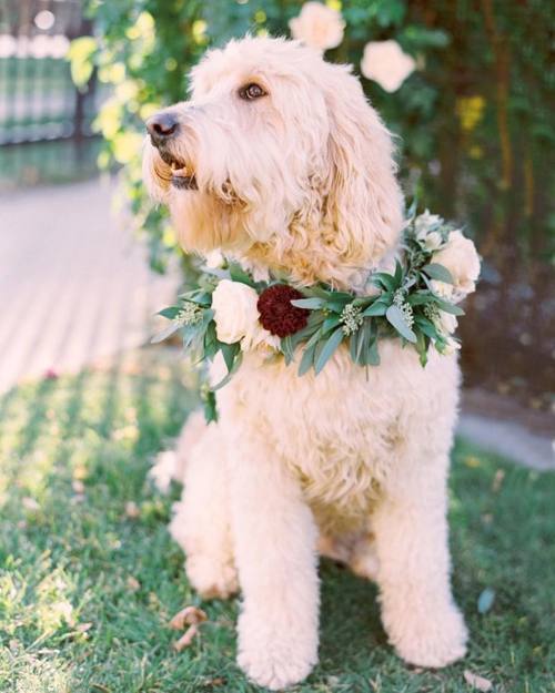 So cute  #regram @trendybridemagazine Sam was the perfect dogbearer! From our Winter/Spring 2016 cov