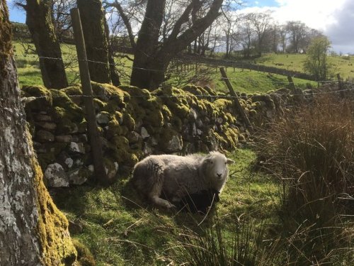 pagewoman:A beautiful day to be bornby James Rebanks