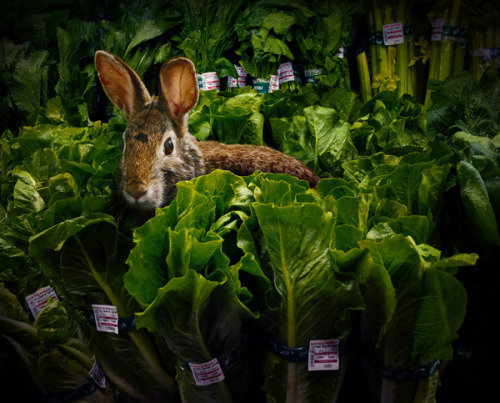  Garden Fresh by Agan Harahap The photo series exhibits a diverse set of animals casually walking through various sections of a supermarket, as though they themselves are shopping for ingredients for their next dinner party. 