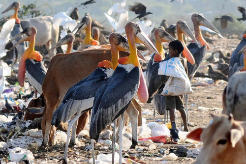 Greater adjutant storks (Leptoptilos dubius) and friends gather around a garbage dump in India.Sourc