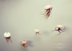 tentaclesislove:  Jellyfish Air Plants by PetitBeast.