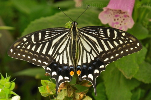 ainawgsd: Xuthus Swallowtail Papilio xuthus, the Asian swallowtail, Chinese yellow swallowtail or Xu