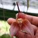 miss-vortex:The Orchid is incredible - not only are there thousands of species all