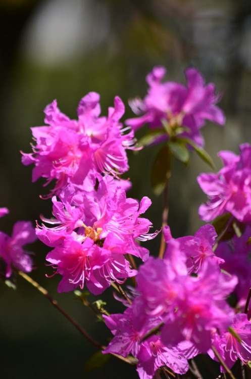 RhododendronShakunage