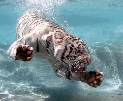 a-state-of-bliss:  White Tiger