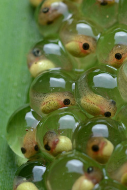 Earthandanimals:  Tree Frog Eggs Instead Of Laying Eggs In Water, Some Tree Frogs