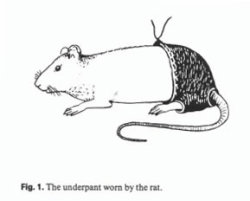 giantpeachy:rat underpant 