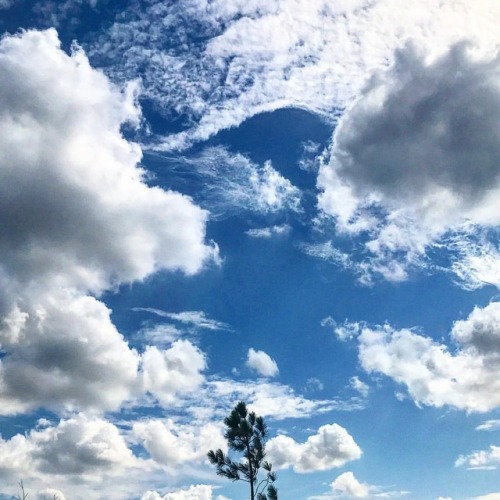 Day 266. It was pretty yesterday. #bedford365 #bedfords365 #clouds #cloud #tree #solitary #blueskies