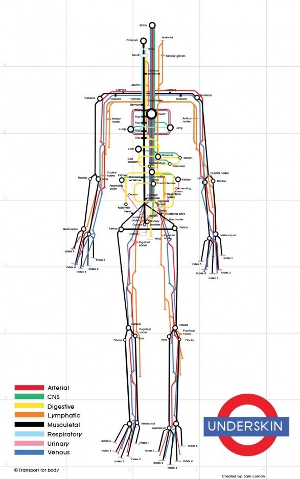 sixpenceee:  Inside of a human body like a subway system. (Source)