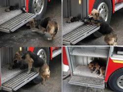 awwww-cute:  This dog saved her puppies from a fire at home and placed them safely inside of a fire truck. (Source: http://ift.tt/2ijtISS)